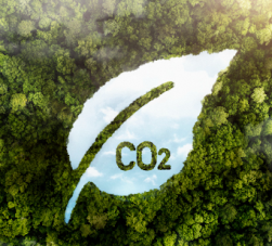 Imagem de uma folha no meio da floresta